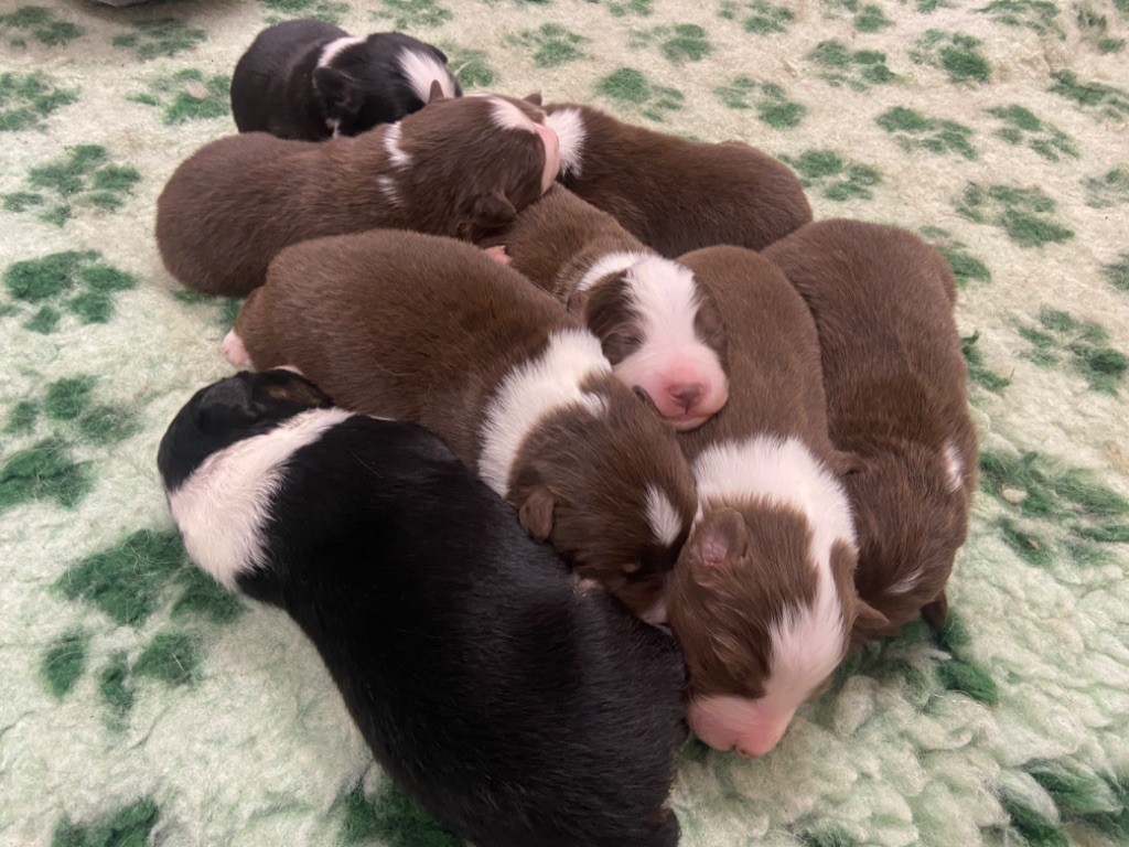 Chiot Berger Australien Du Fil De L'Eau