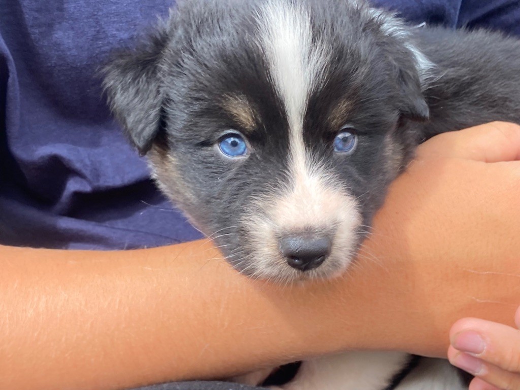 Du Fil De L'Eau - Chiots disponibles - Berger Australien