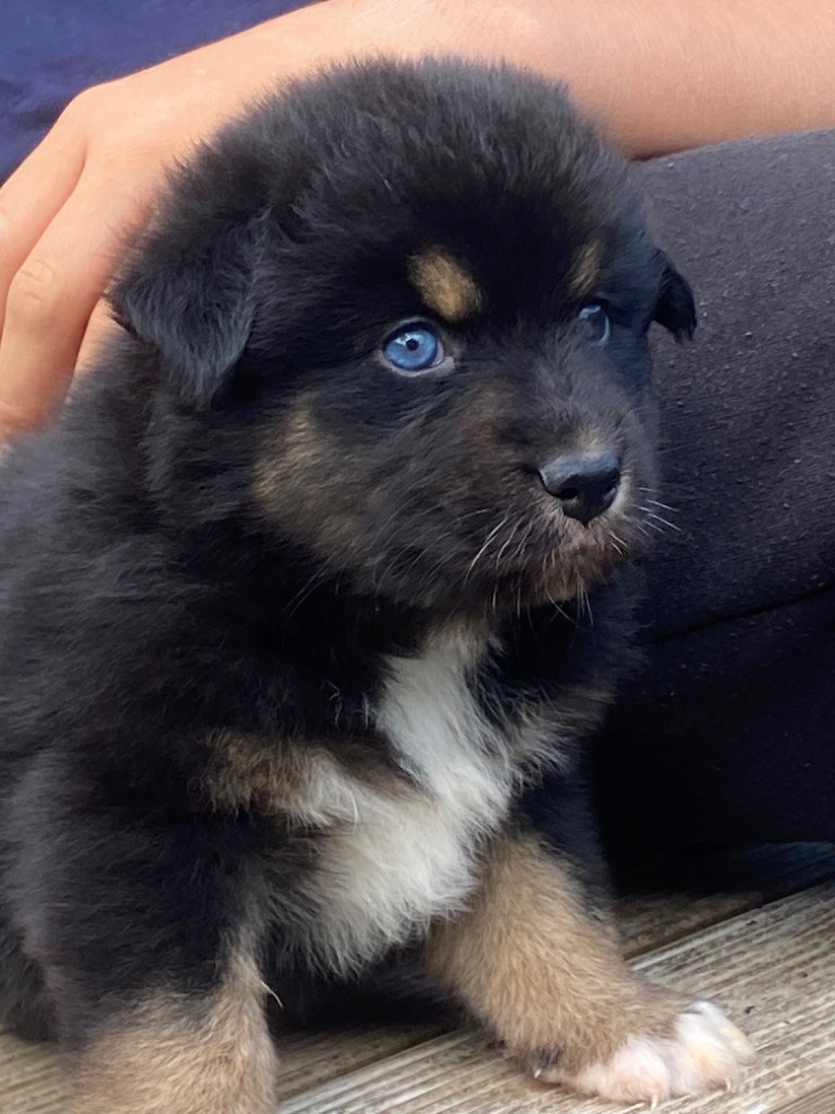 Du Fil De L'Eau - Chiots disponibles - Berger Australien