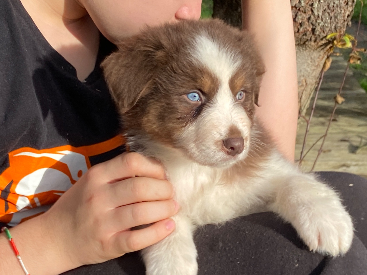 Du Fil De L'Eau - Chiots disponibles - Berger Australien