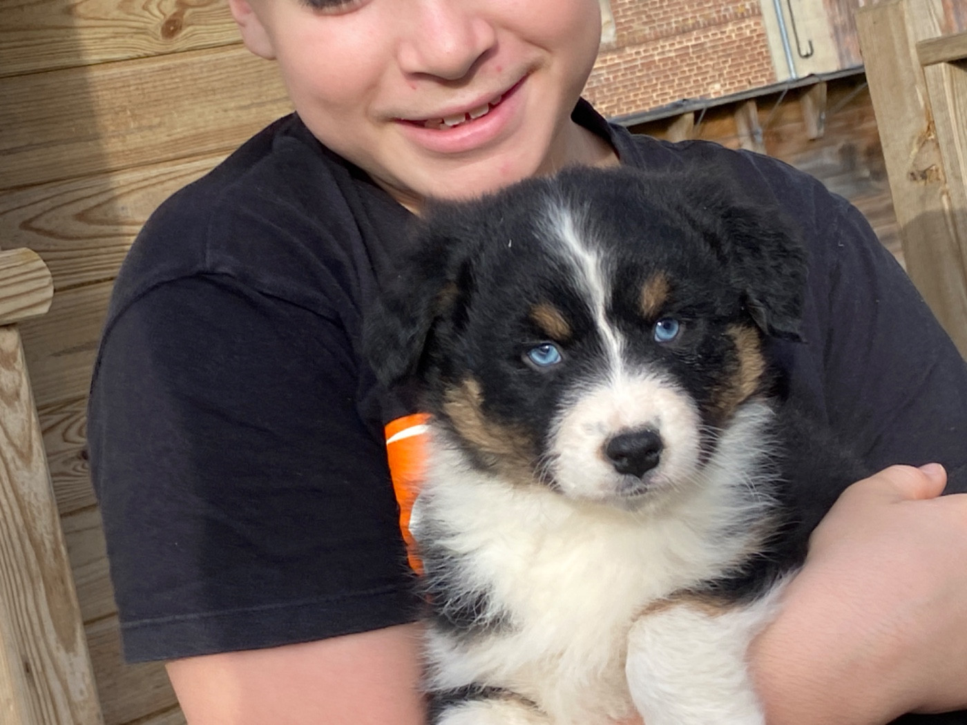 Du Fil De L'Eau - Chiots disponibles - Berger Australien