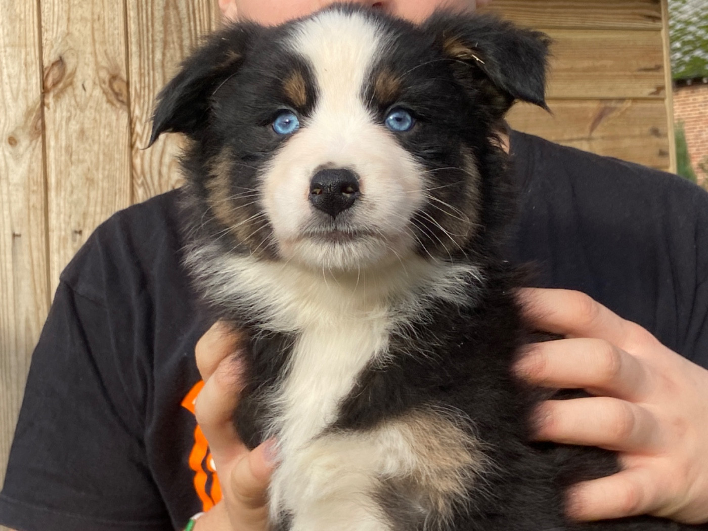 Du Fil De L'Eau - Chiots disponibles - Berger Australien