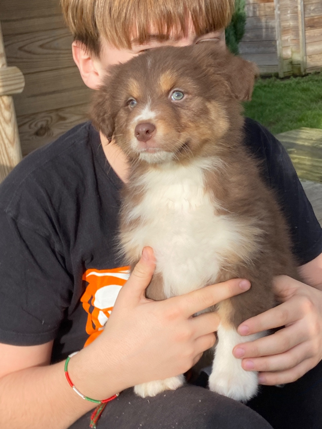 Du Fil De L'Eau - Chiots disponibles - Berger Australien