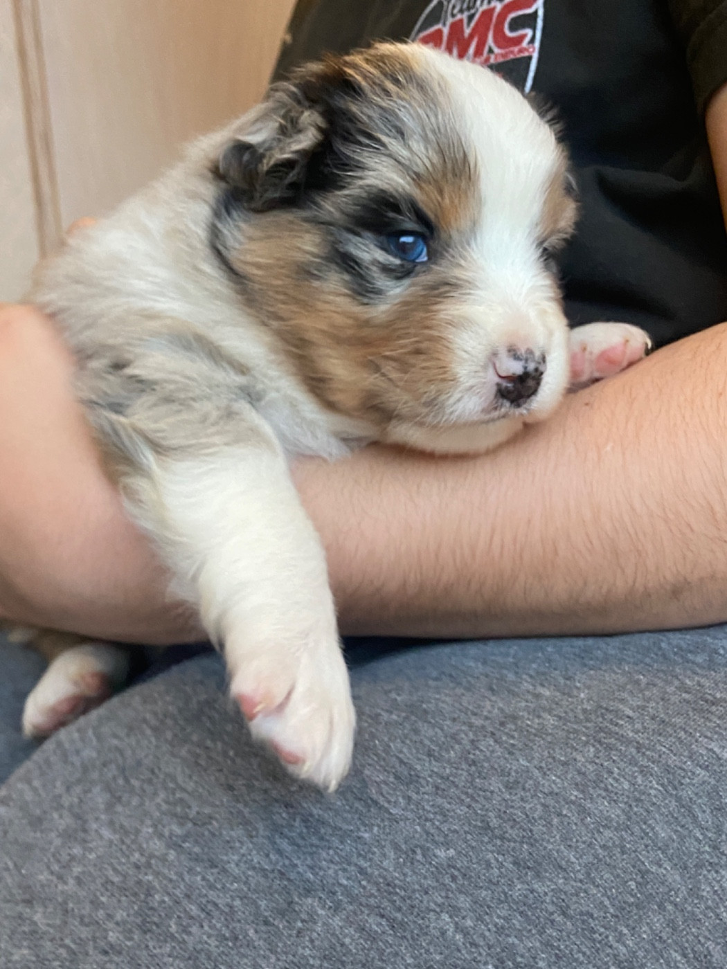 Du Fil De L'Eau - Chiots disponibles - Berger Australien