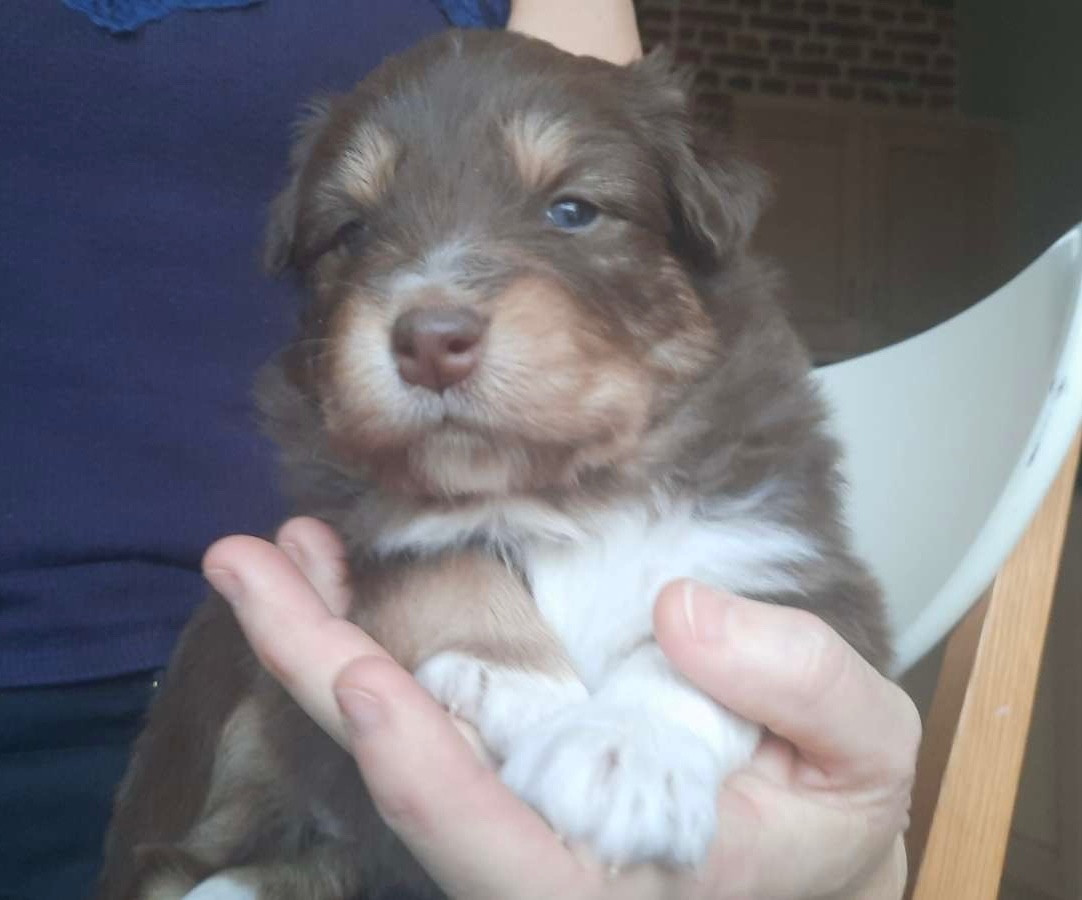 Du Fil De L'Eau - Chiots disponibles - Berger Australien