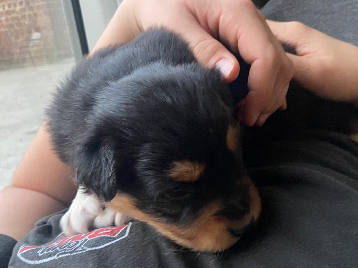 Du Fil De L'Eau - Chiots disponibles - Berger Australien