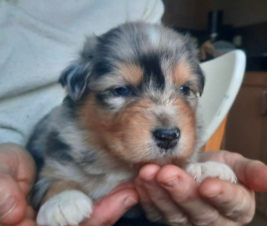 Du Fil De L'Eau - Chiots disponibles - Berger Australien