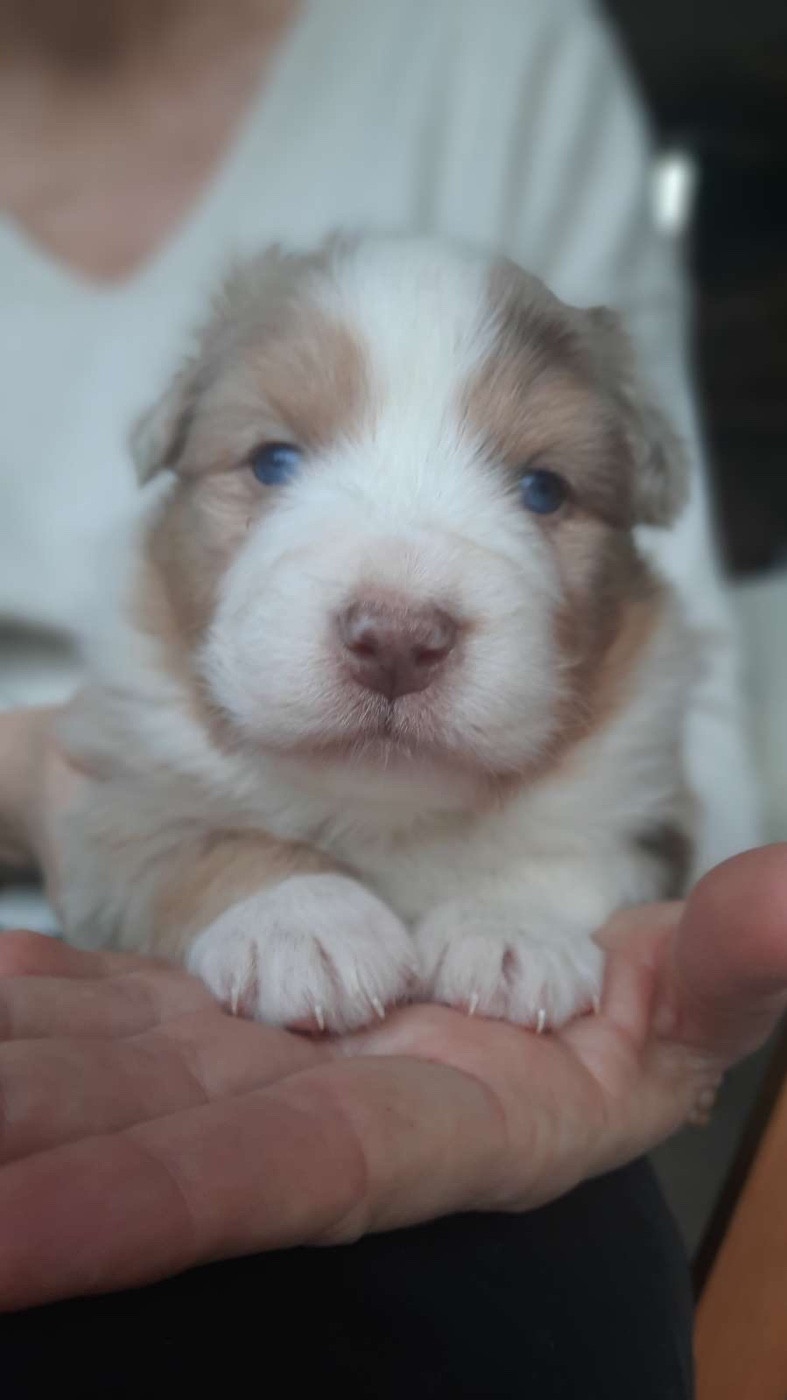 Du Fil De L'Eau - Chiots disponibles - Berger Australien