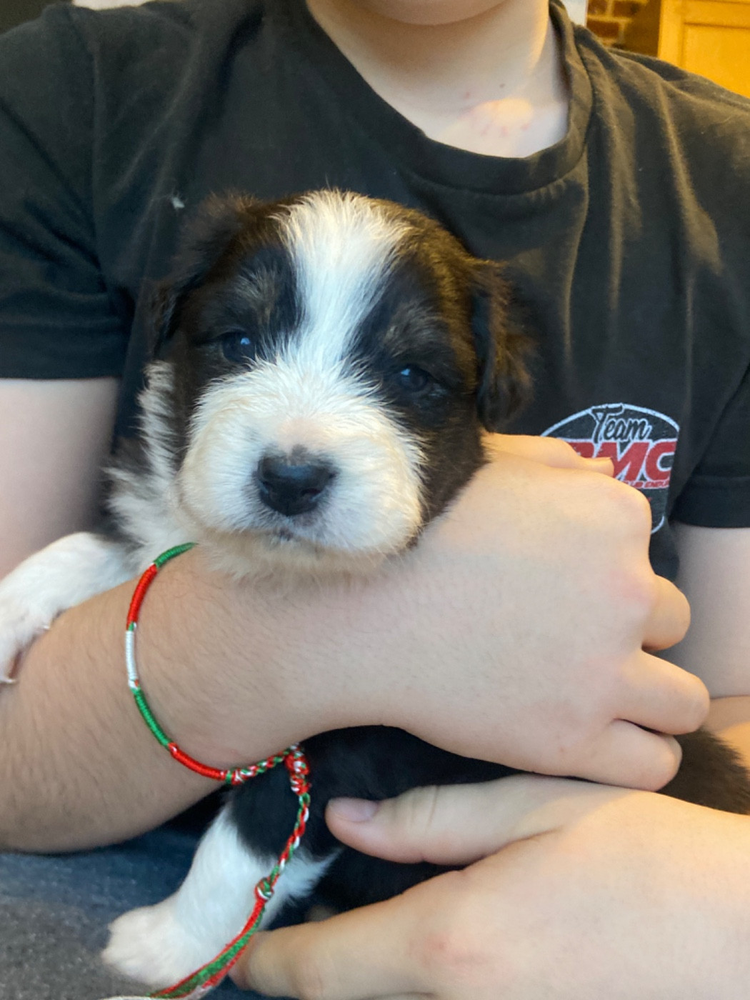 Du Fil De L'Eau - Chiots disponibles - Berger Australien