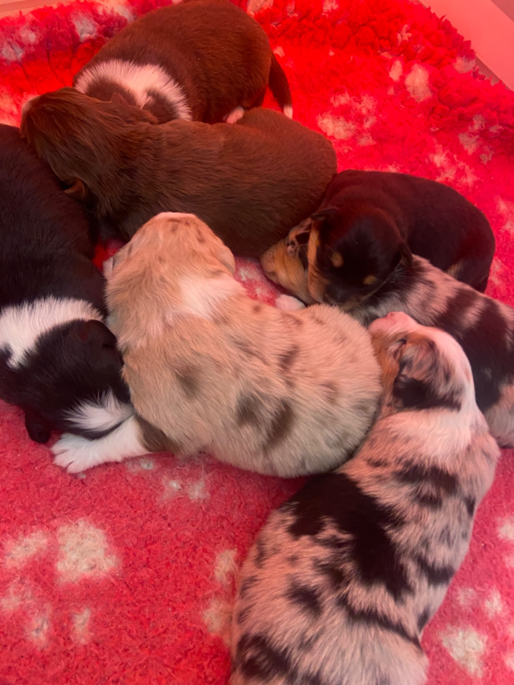 Chiot Berger Australien Du Fil De L'Eau