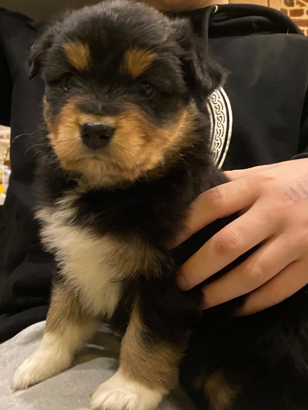 Du Fil De L'Eau - Chiots disponibles - Berger Australien