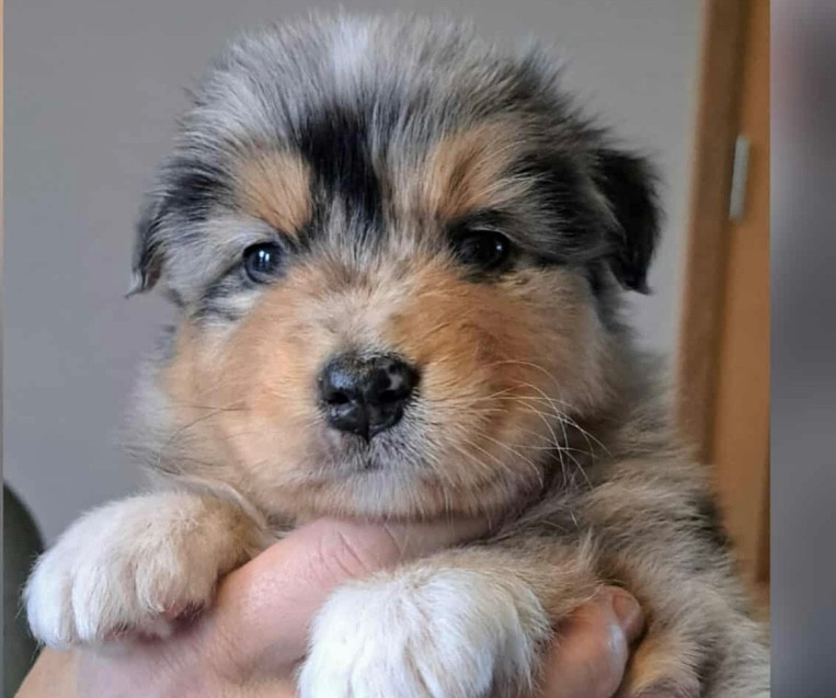 Du Fil De L'Eau - Chiots disponibles - Berger Australien