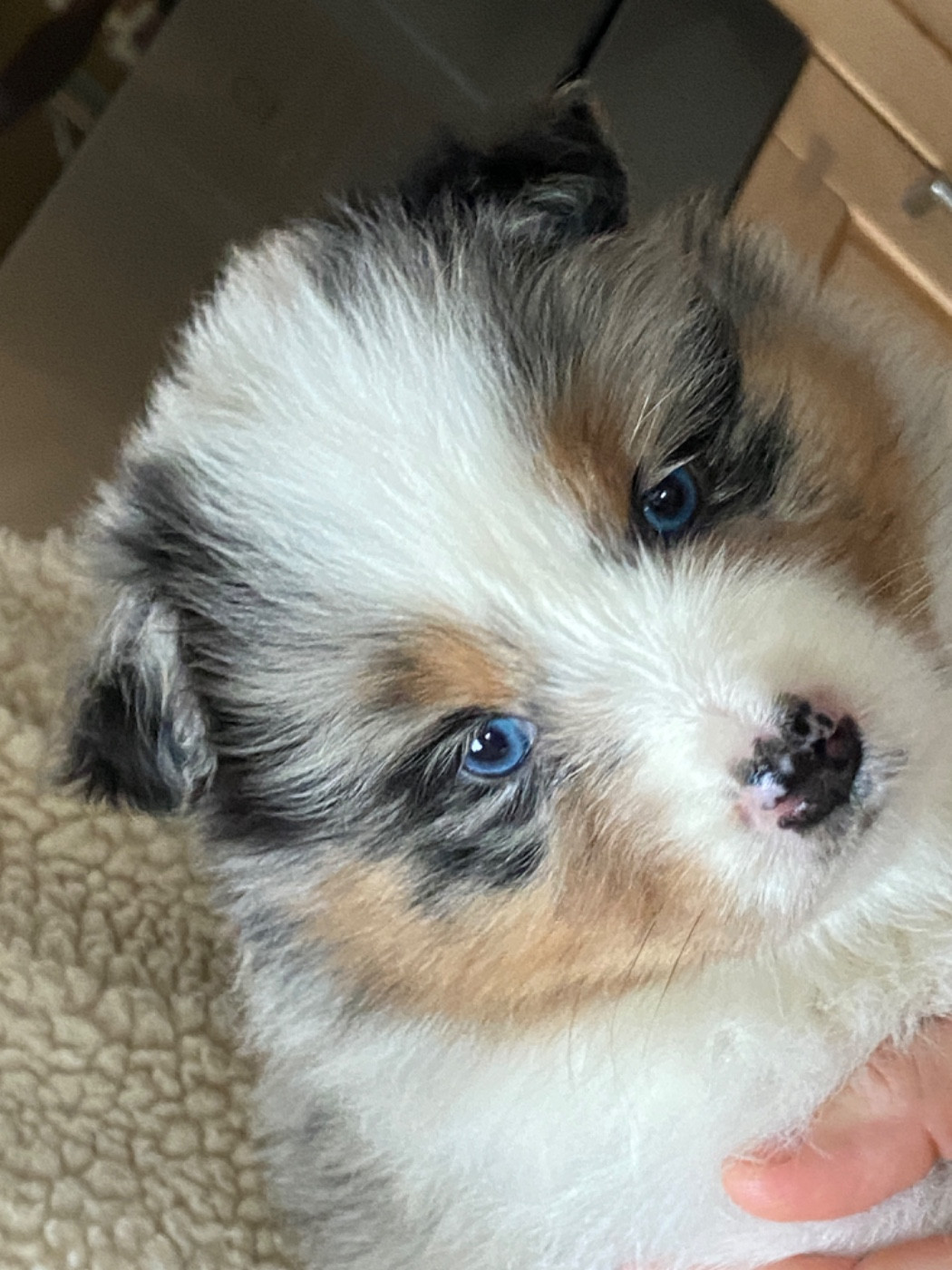 Du Fil De L'Eau - Chiots disponibles - Berger Australien