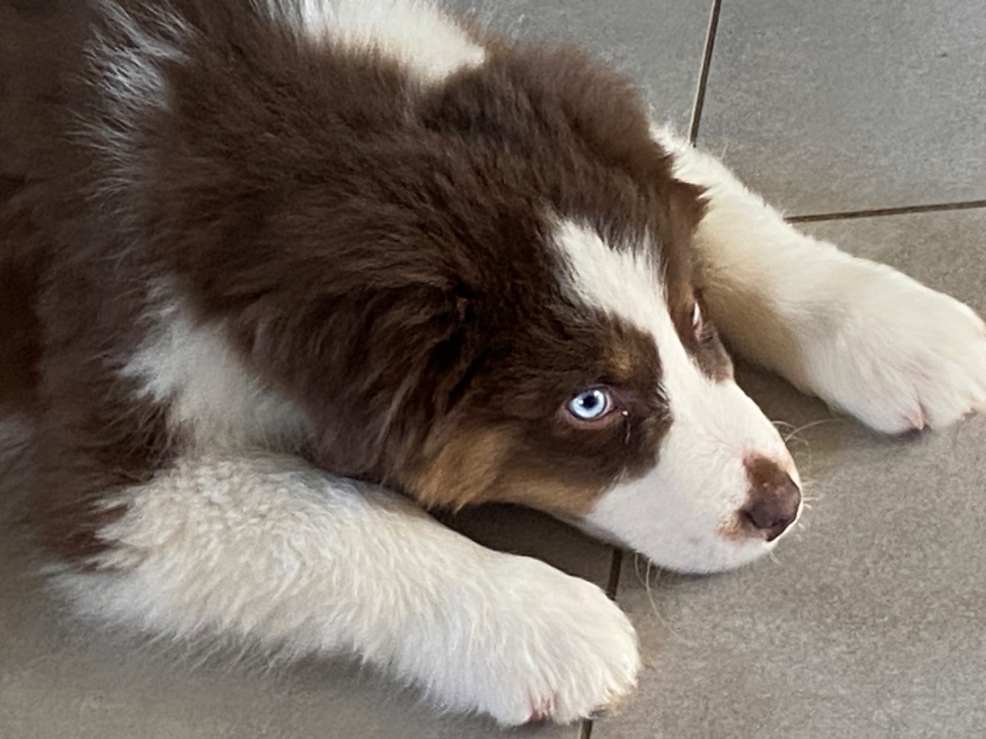 Du Fil De L'Eau - Chiots disponibles - Berger Australien