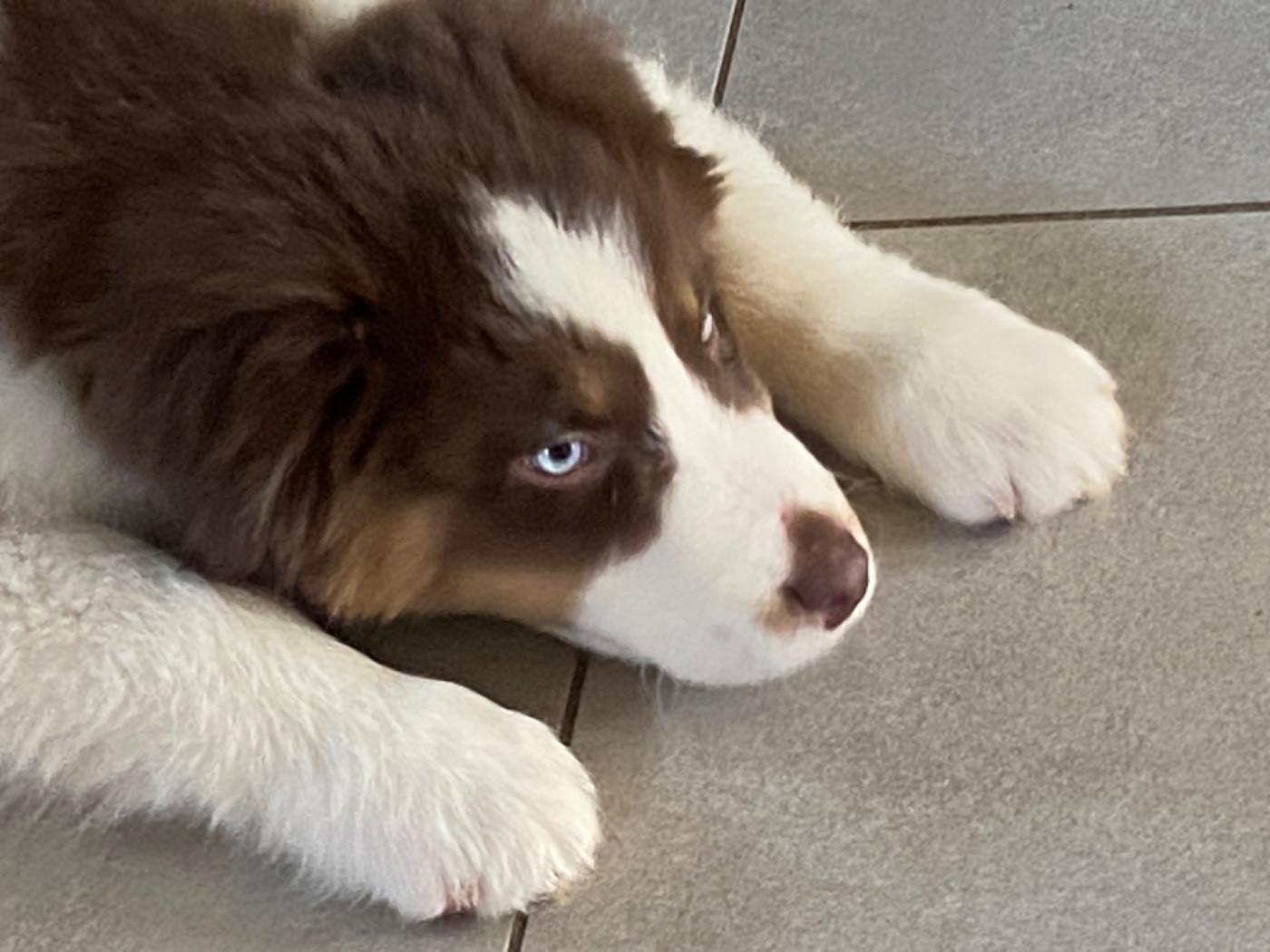 Du Fil De L'Eau - Chiots disponibles - Berger Australien