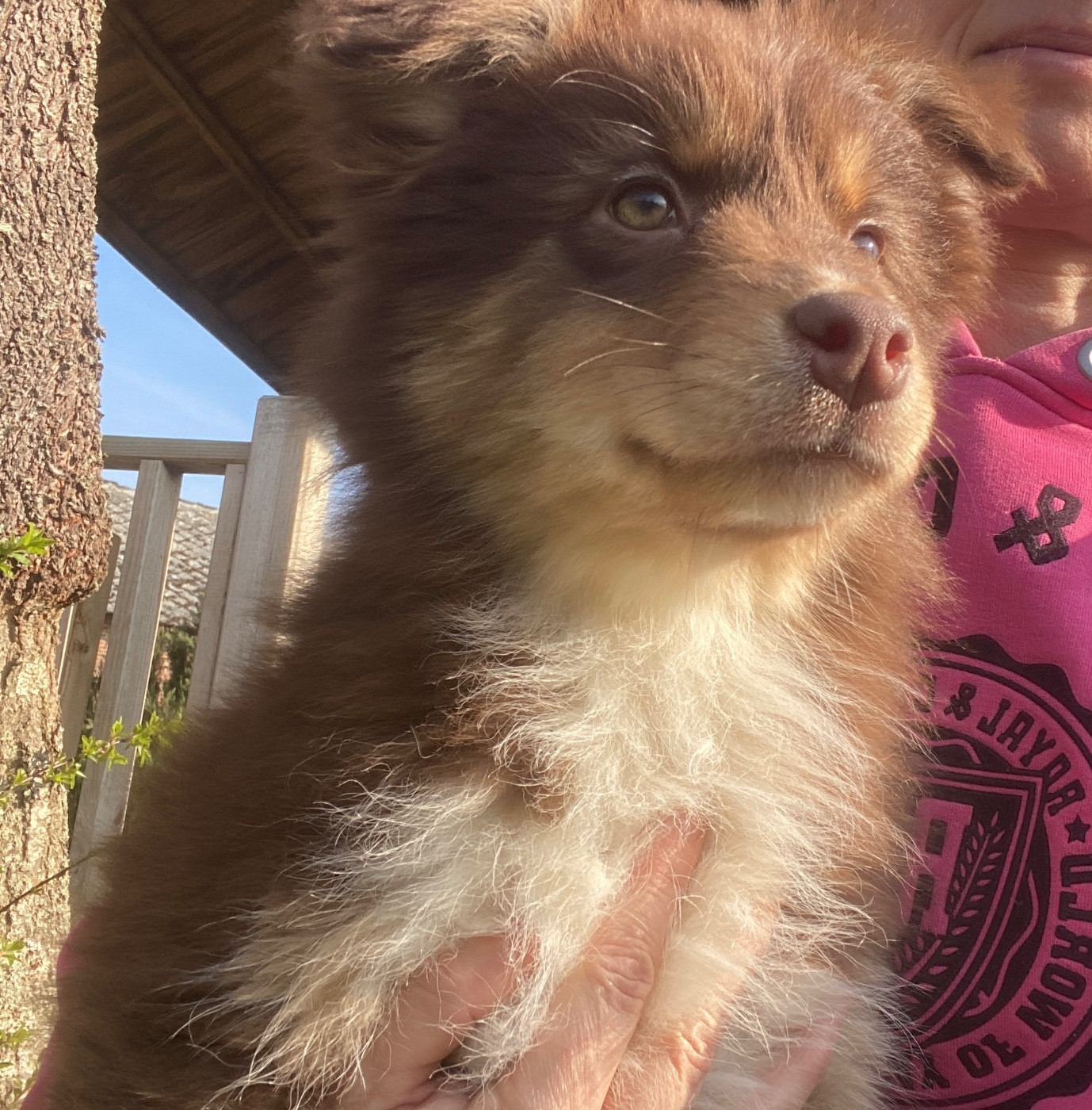 Du Fil De L'Eau - Chiots disponibles - Berger Australien