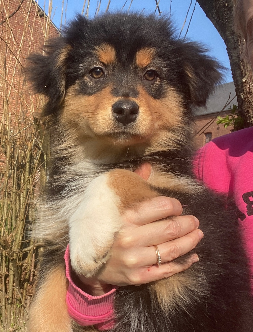 Du Fil De L'Eau - Chiots disponibles - Berger Australien