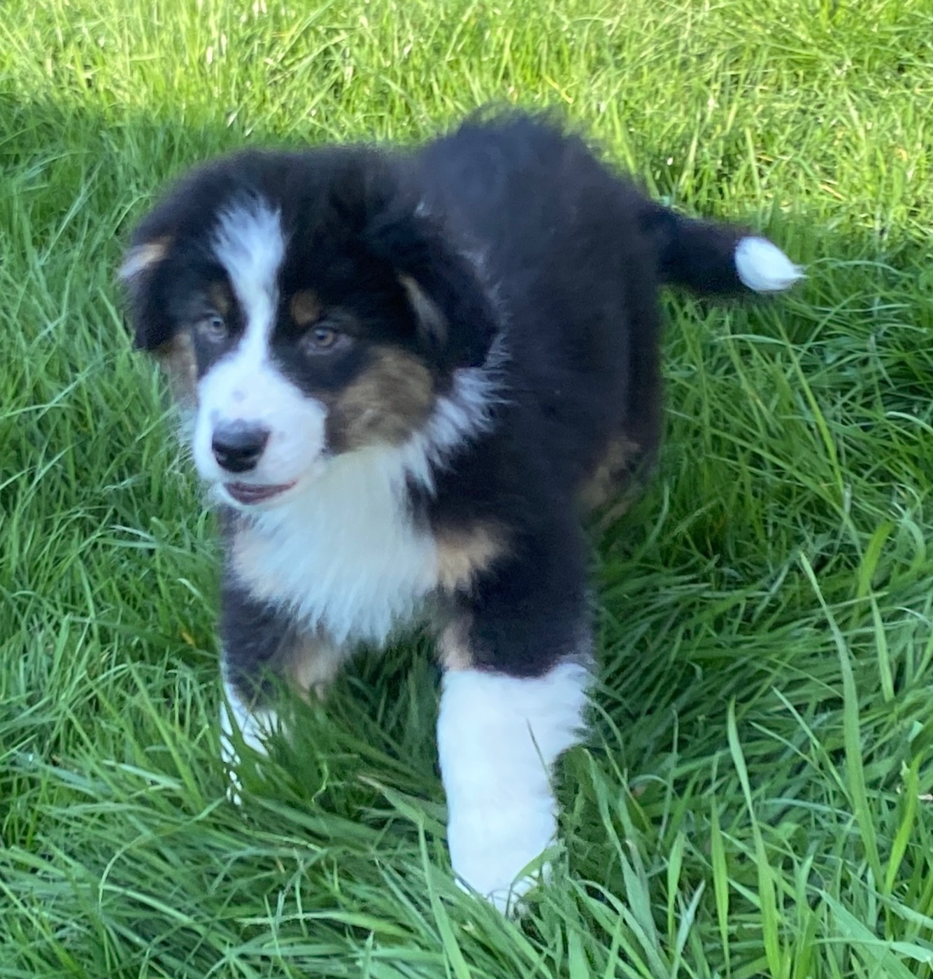 Du Fil De L'Eau - Chiots disponibles - Berger Australien