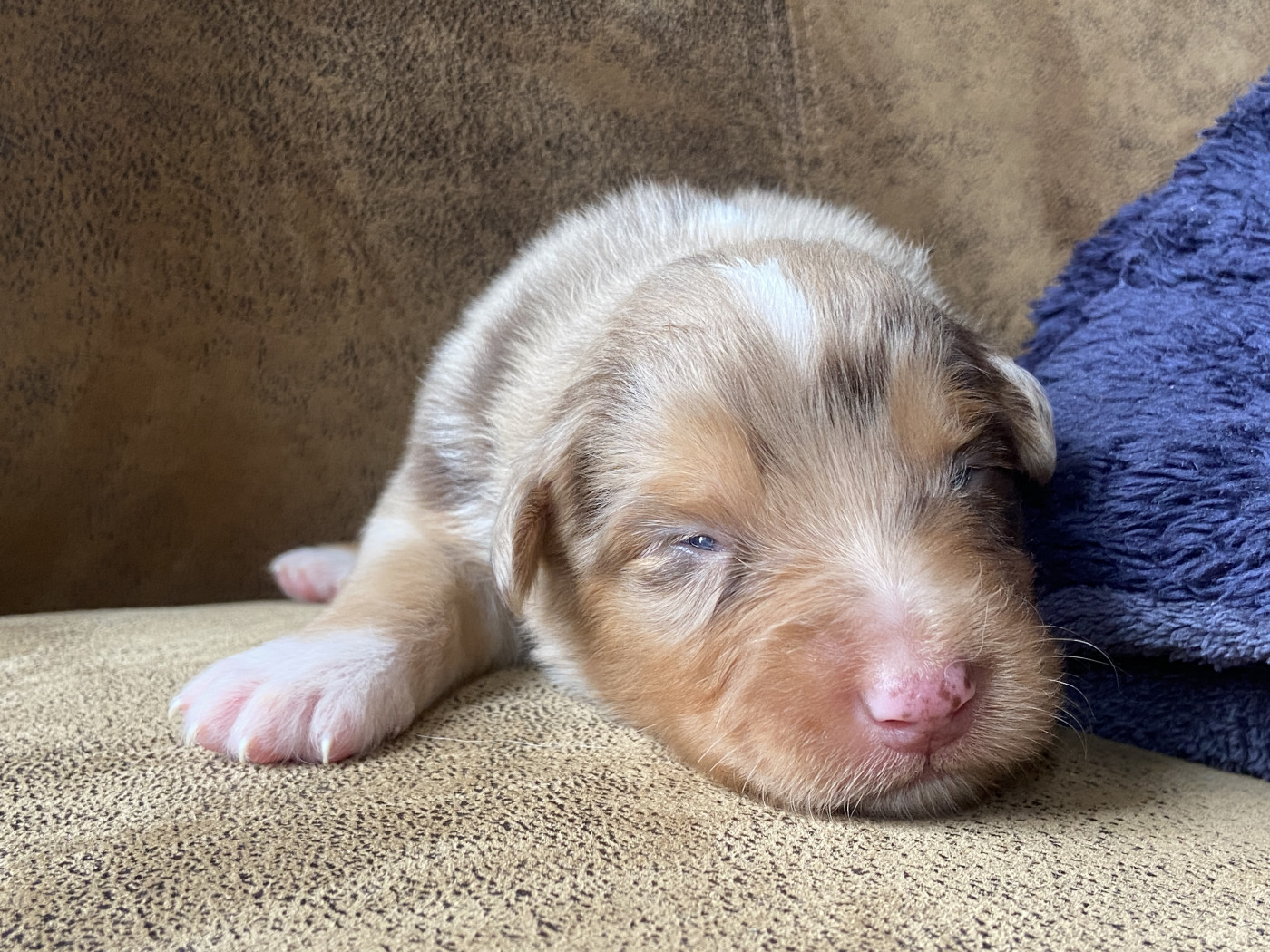 Du Fil De L'Eau - Chiots disponibles - Berger Australien