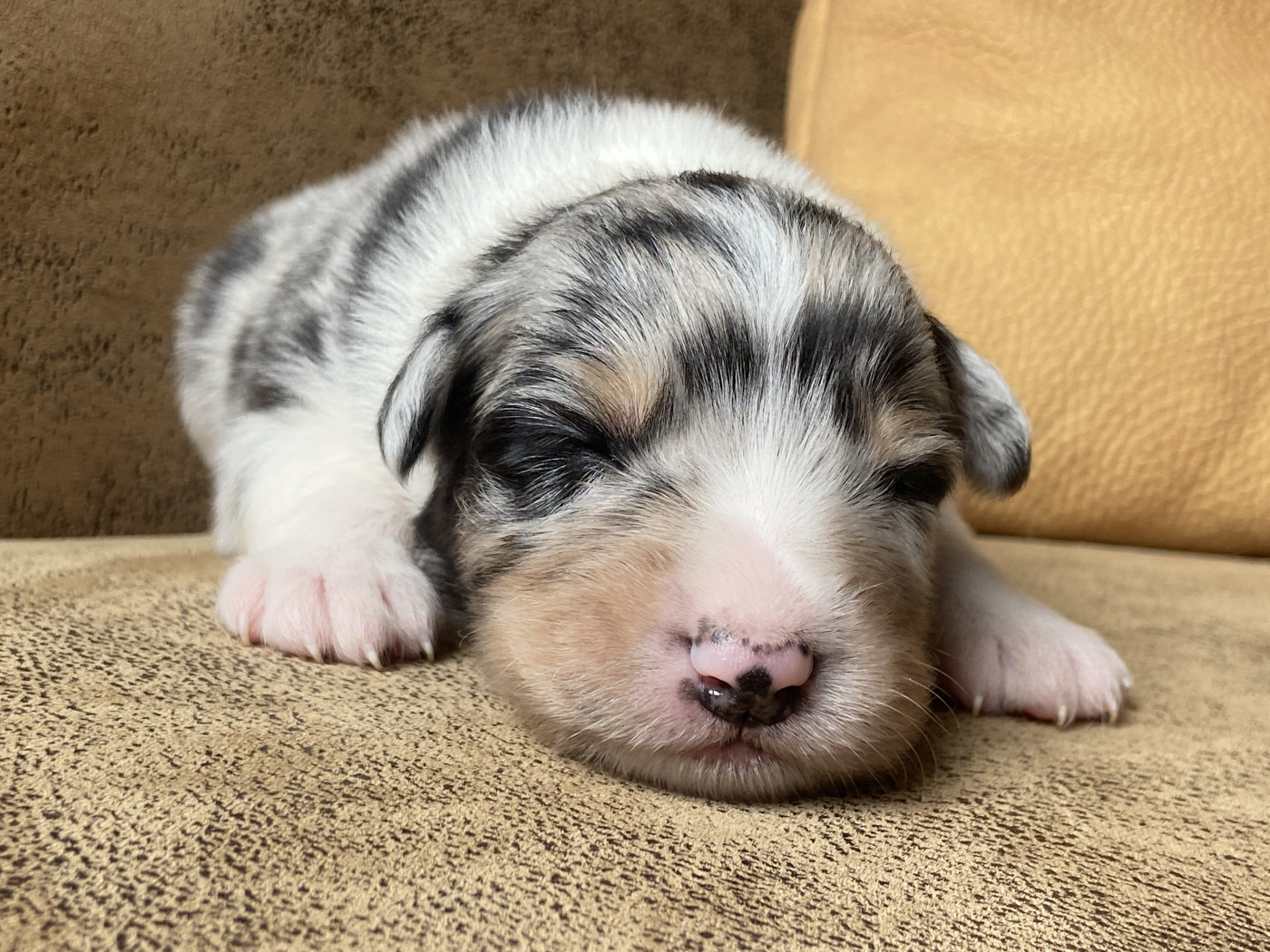 Du Fil De L'Eau - Chiots disponibles - Berger Australien