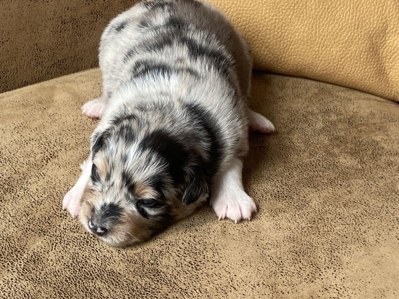 Du Fil De L'Eau - Chiots disponibles - Berger Australien