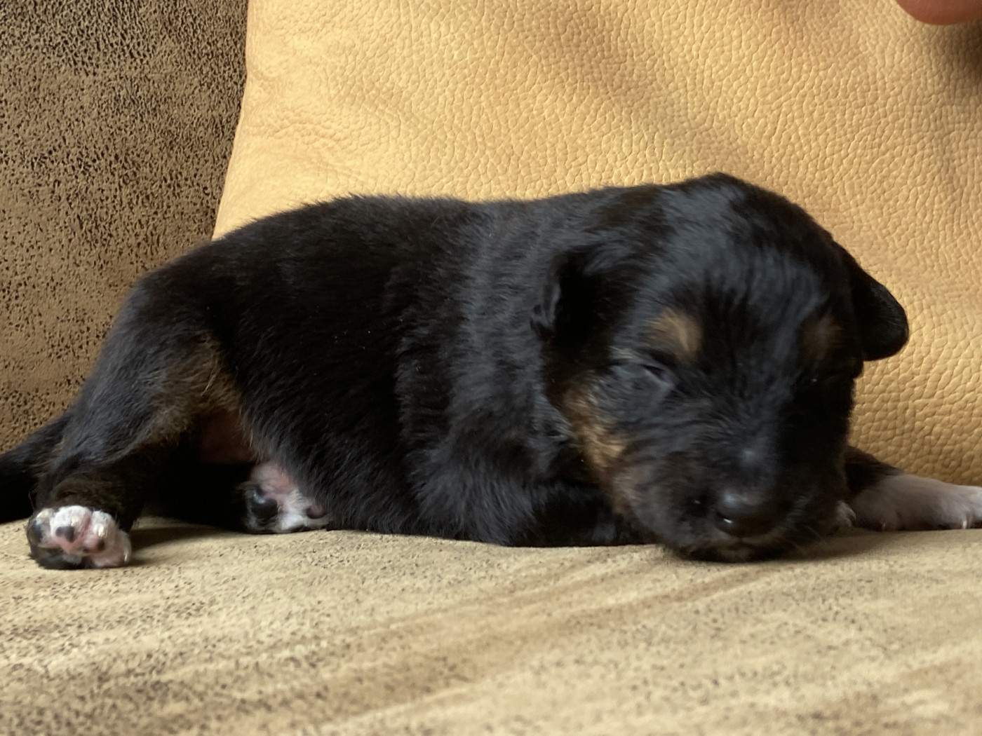 Du Fil De L'Eau - Chiots disponibles - Berger Australien