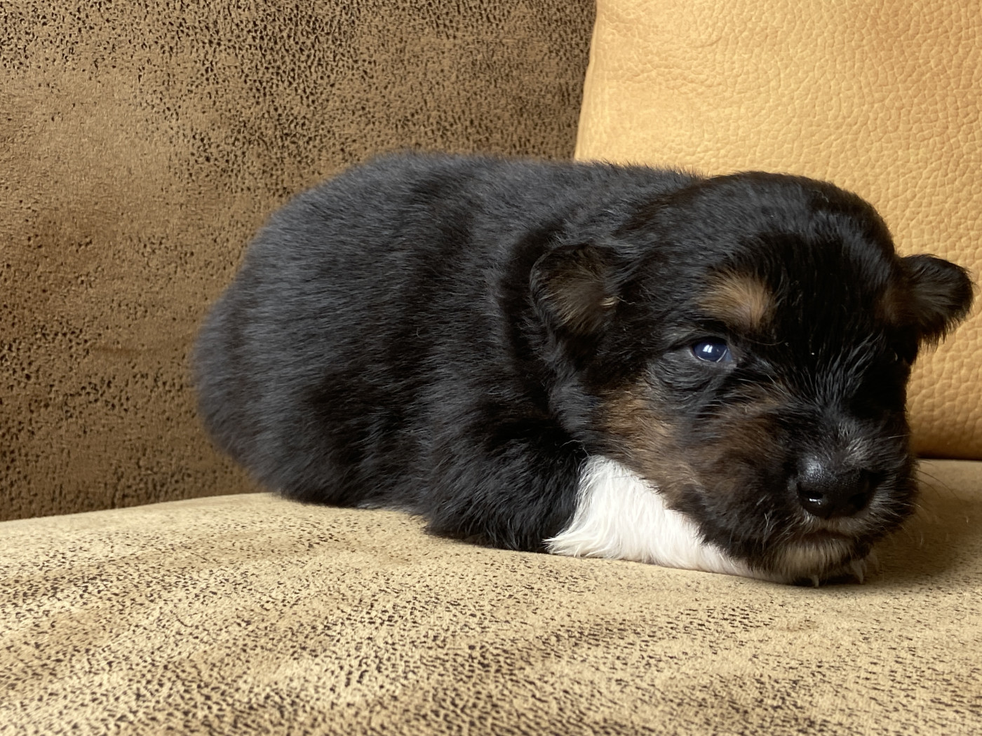 Du Fil De L'Eau - Chiots disponibles - Berger Australien