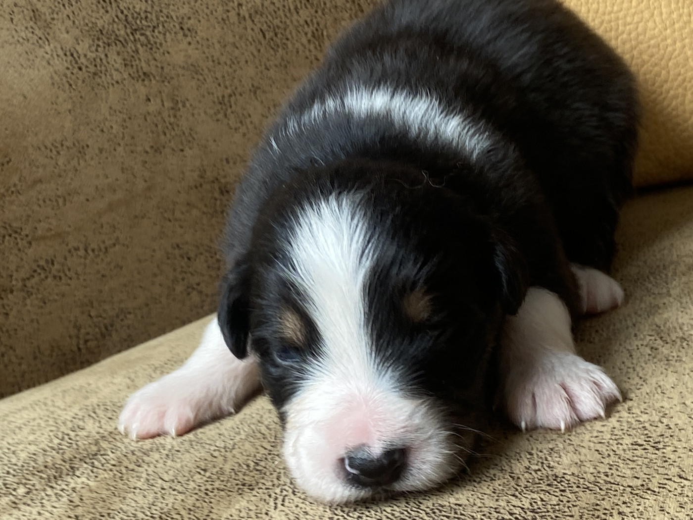 Du Fil De L'Eau - Chiots disponibles - Berger Australien