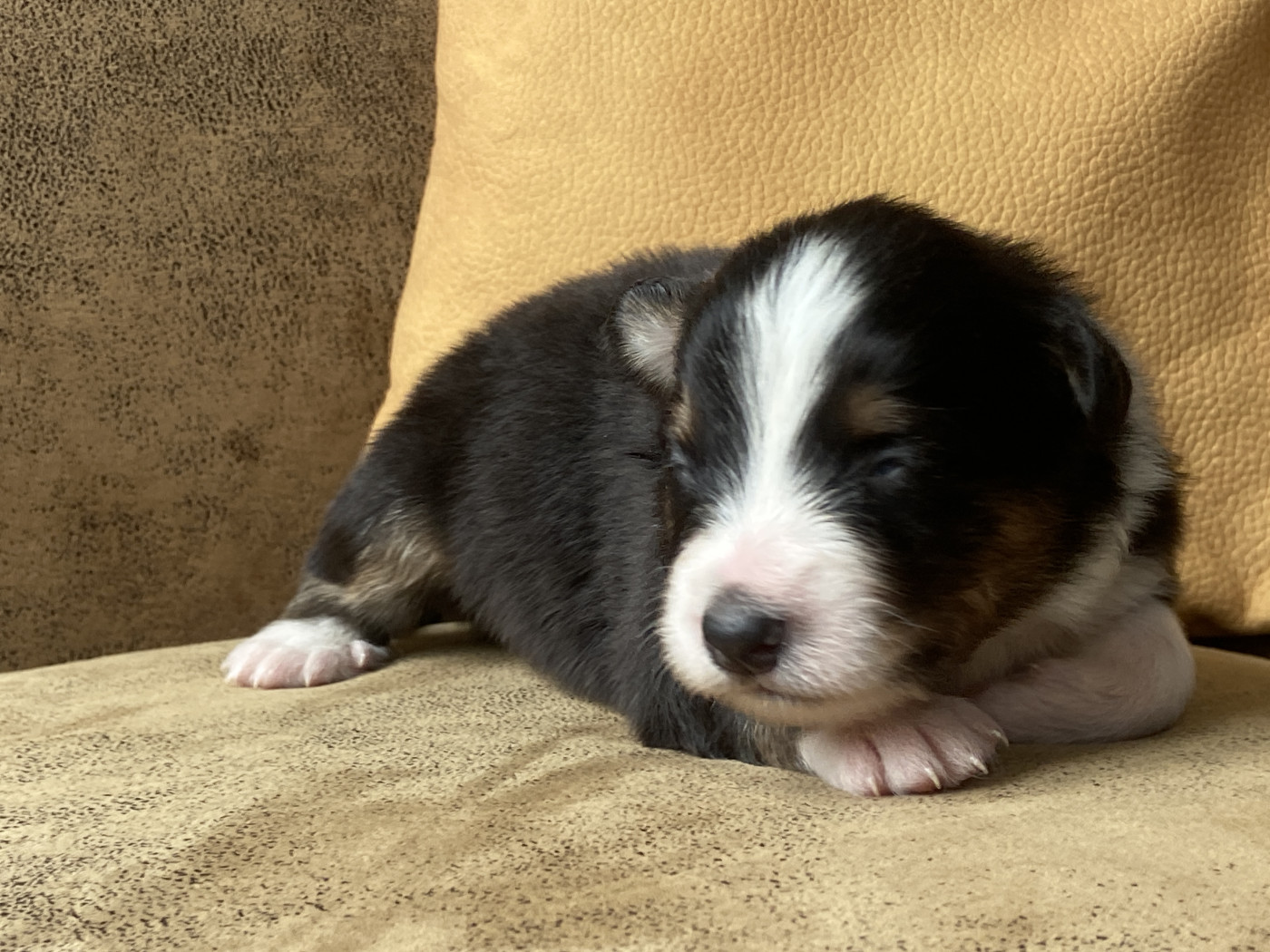 Du Fil De L'Eau - Chiots disponibles - Berger Australien