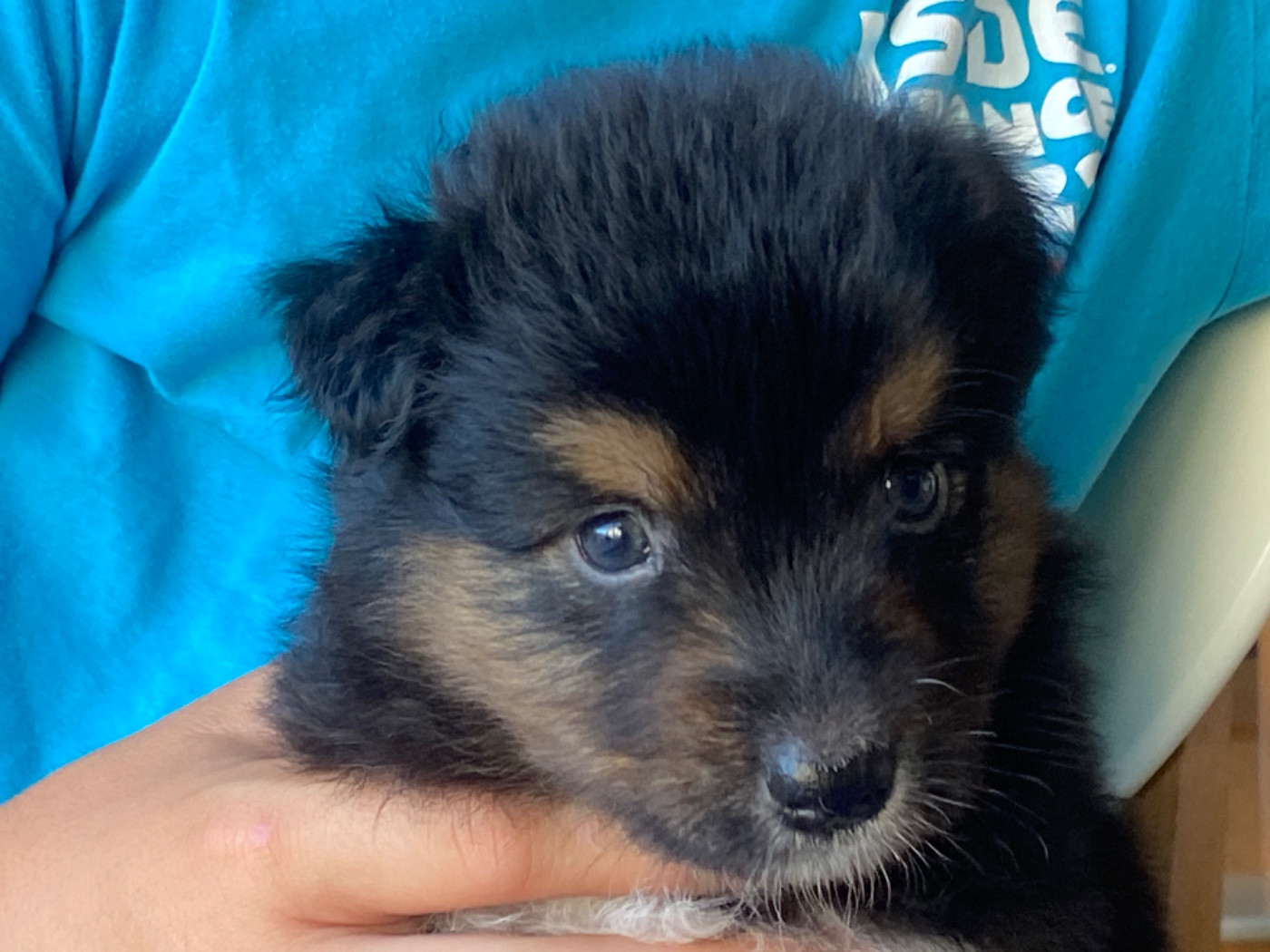 Du Fil De L'Eau - Chiots disponibles - Berger Australien