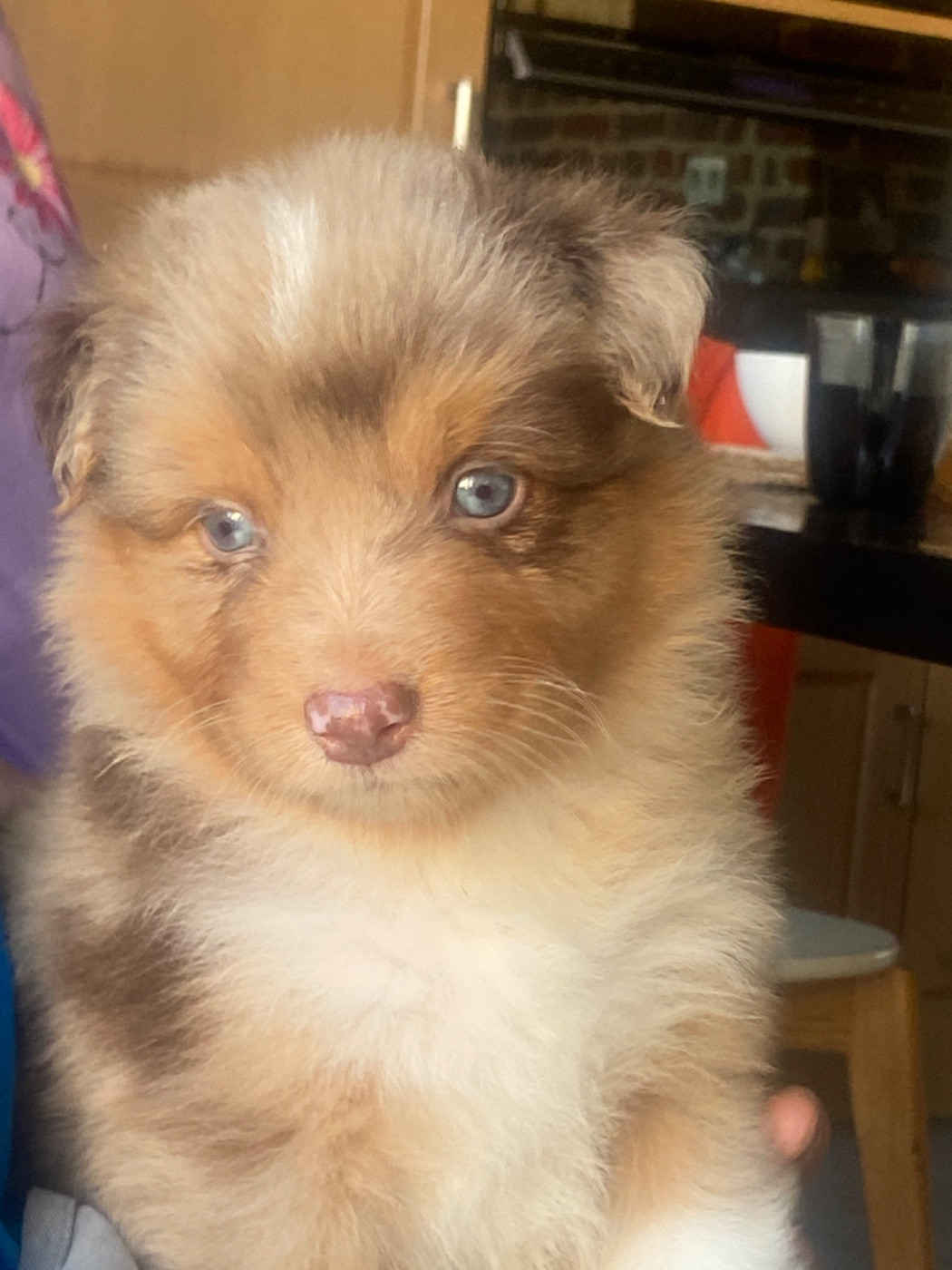 Du Fil De L'Eau - Chiots disponibles - Berger Australien