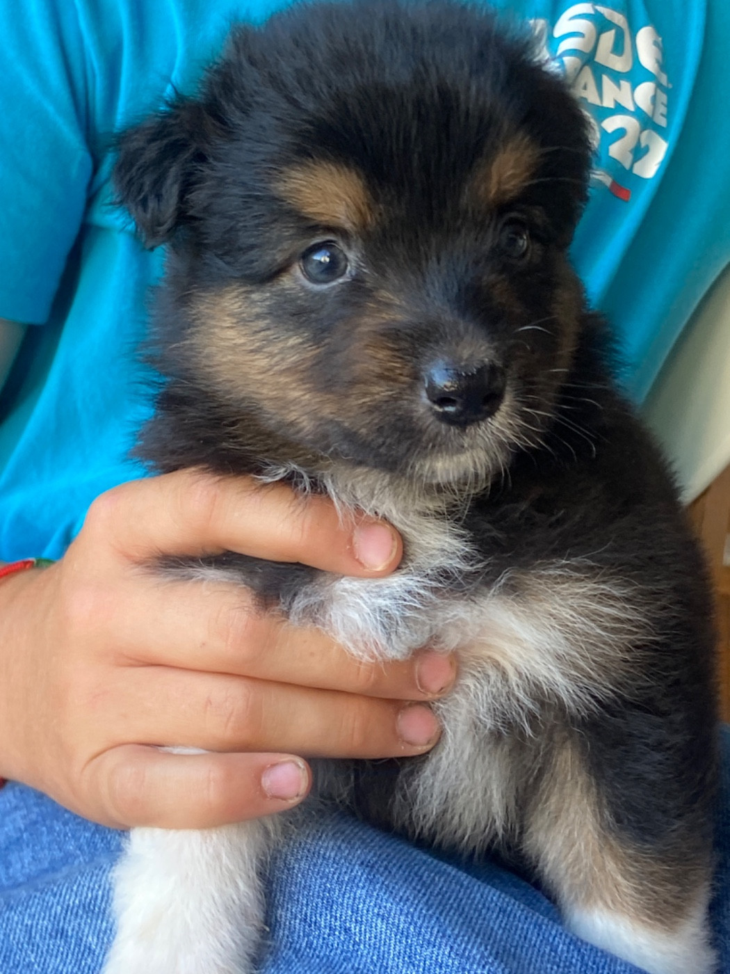 Du Fil De L'Eau - Chiots disponibles - Berger Australien