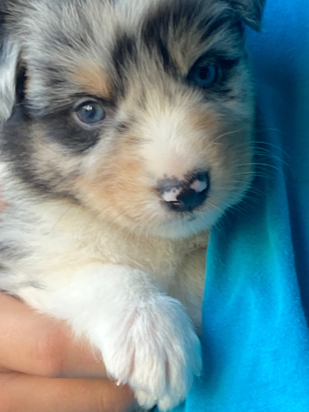Du Fil De L'Eau - Chiots disponibles - Berger Australien