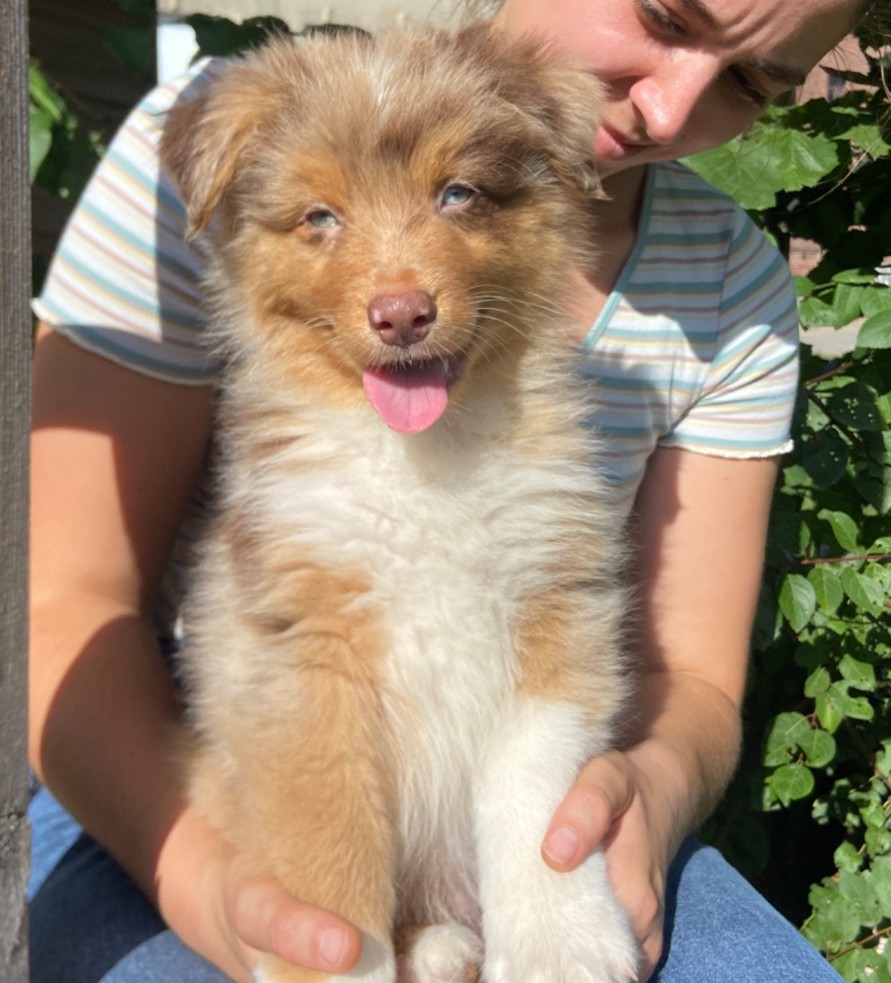 Du Fil De L'Eau - Chiots disponibles - Berger Australien