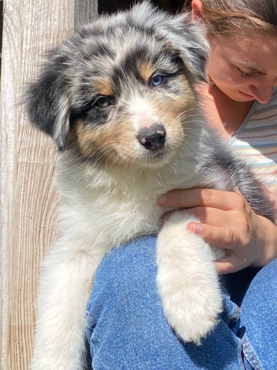 Du Fil De L'Eau - Chiots disponibles - Berger Australien