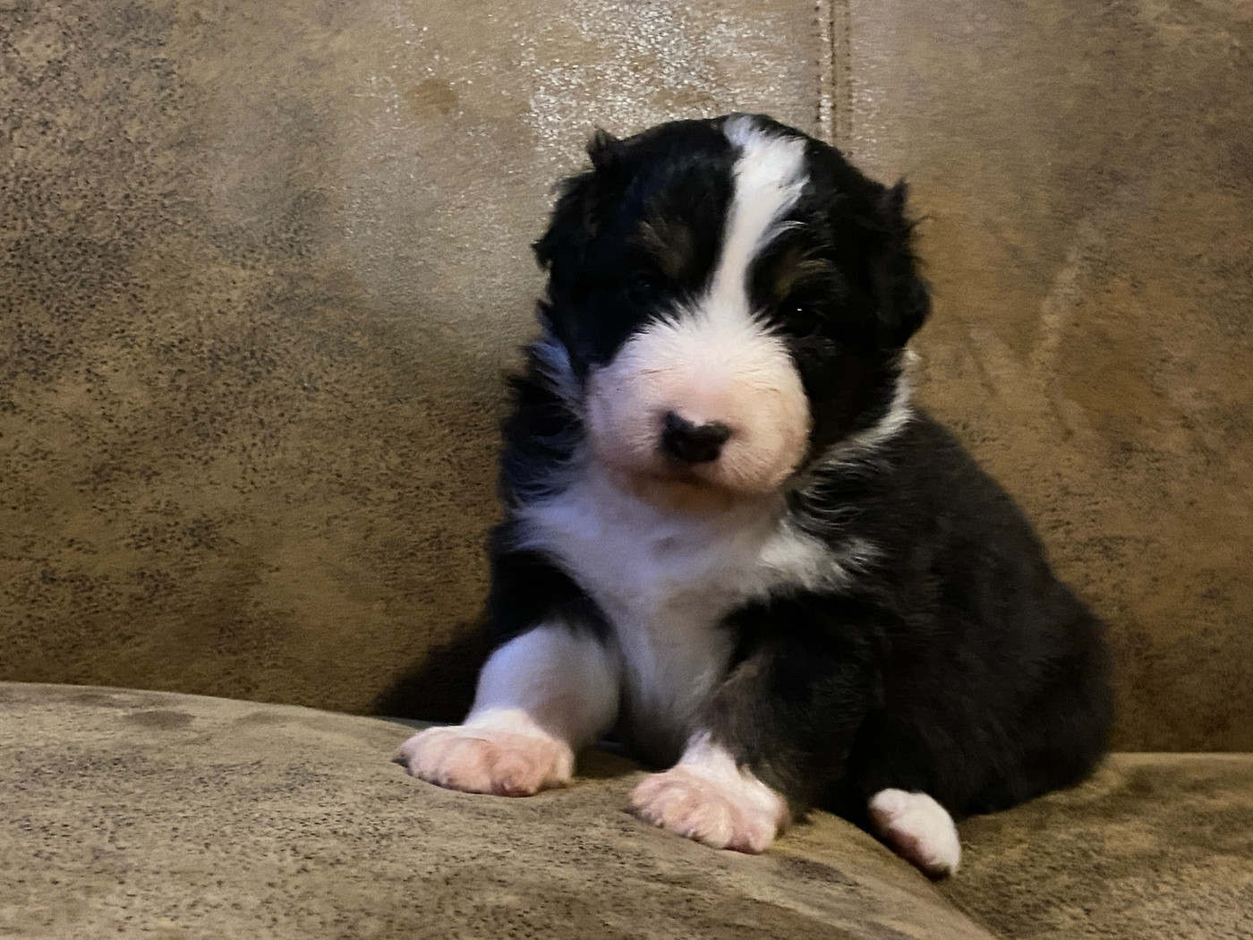 Du Fil De L'Eau - Chiots disponibles - Berger Australien
