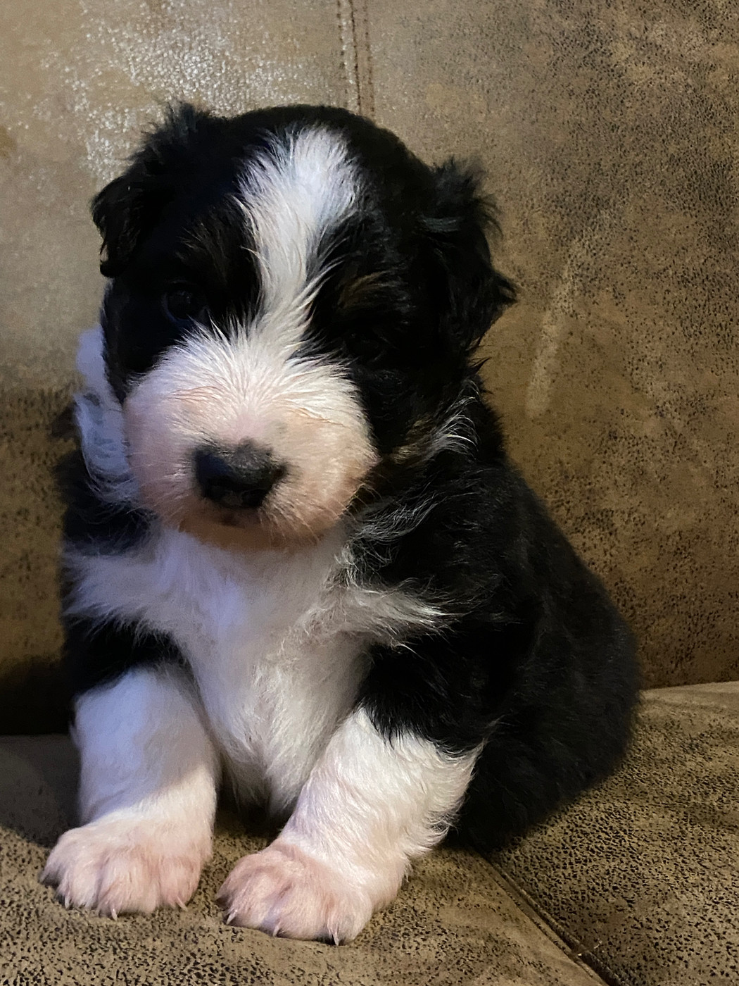 Du Fil De L'Eau - Chiots disponibles - Berger Australien