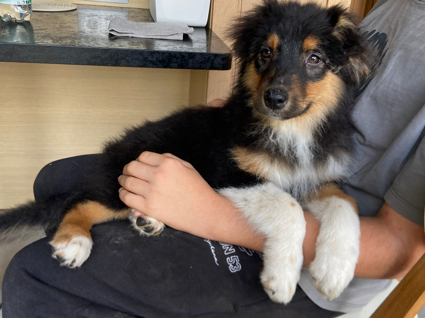 Du Fil De L'Eau - Chiots disponibles - Berger Australien