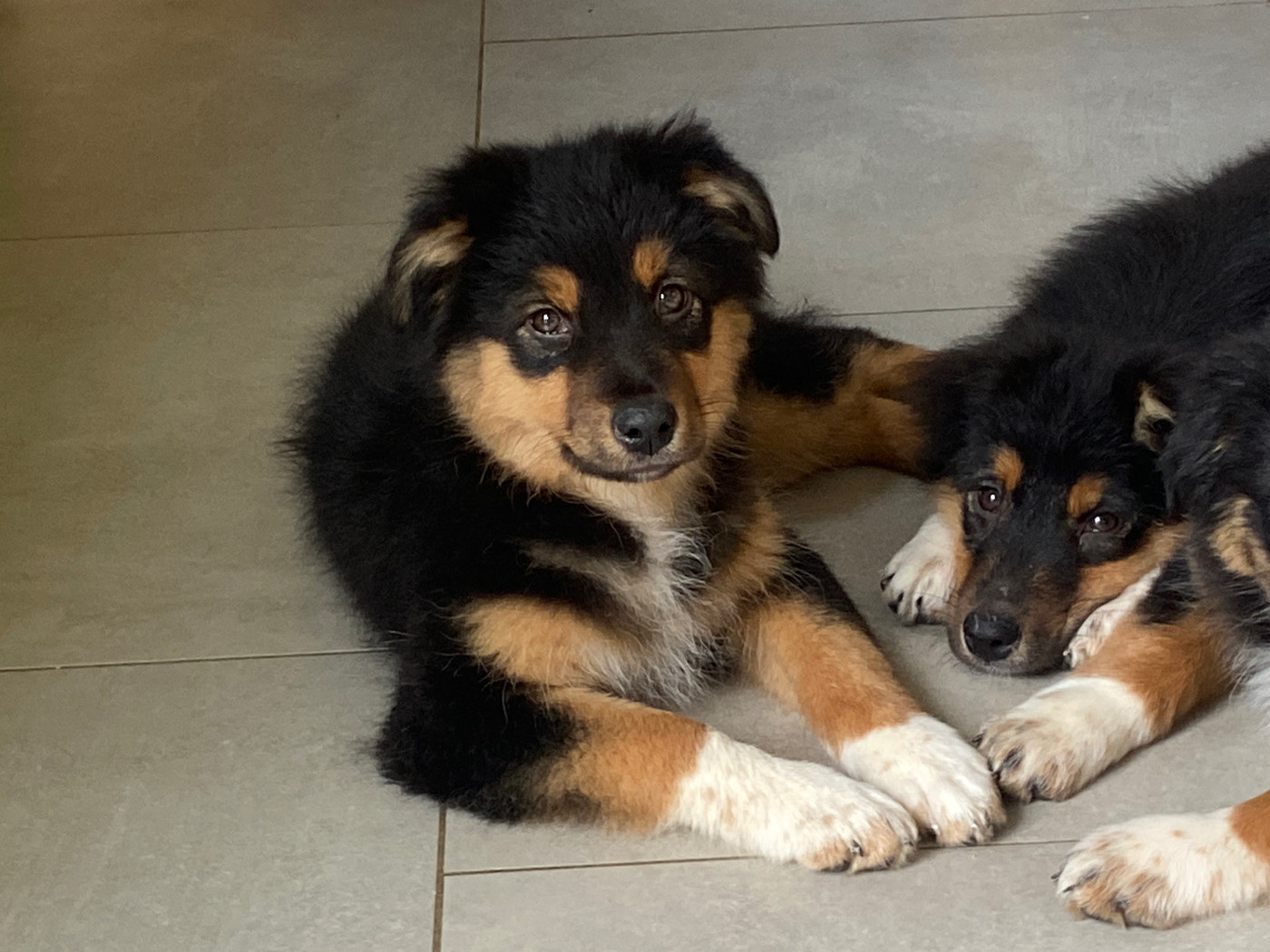 Du Fil De L'Eau - Chiots disponibles - Berger Australien