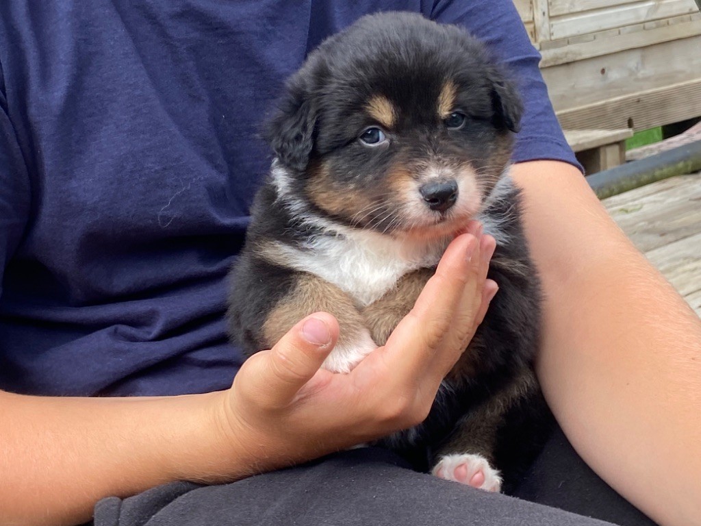 Du Fil De L'Eau - Chiots disponibles - Berger Australien