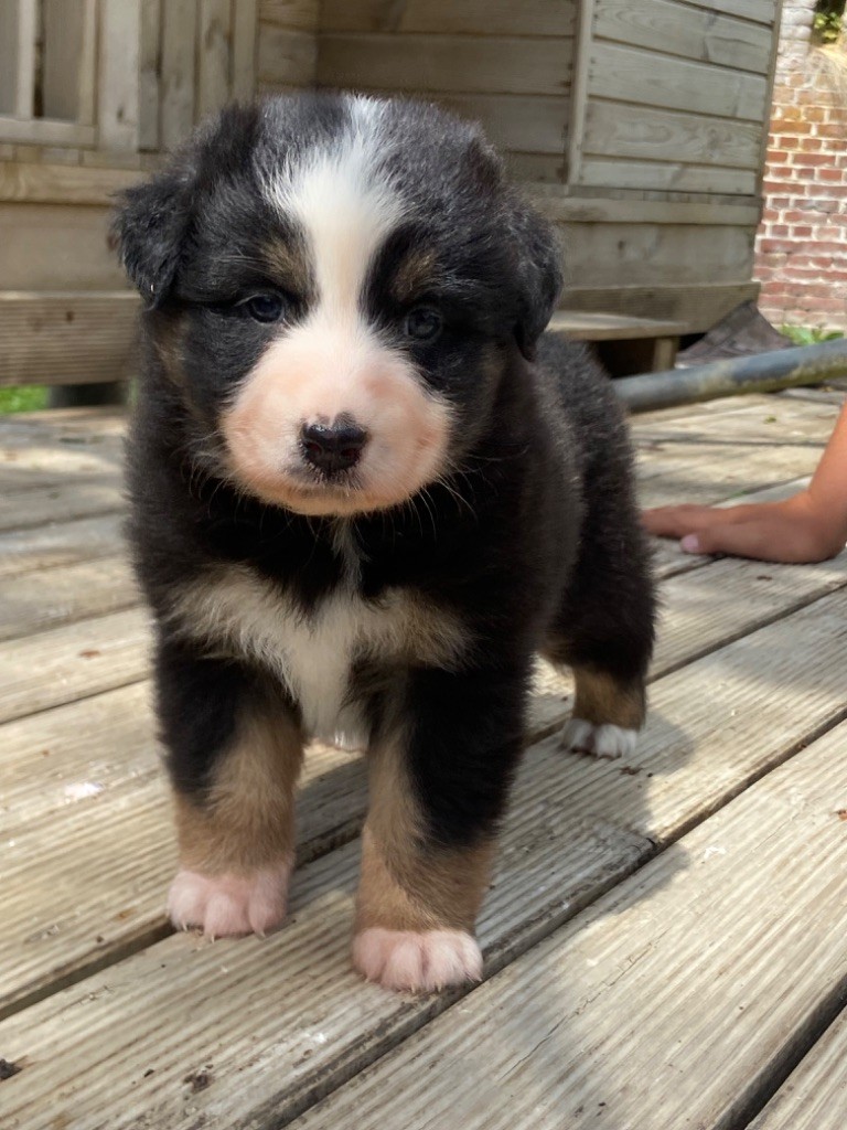 Du Fil De L'Eau - Chiots disponibles - Berger Australien