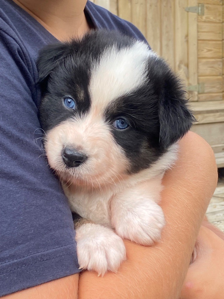 Du Fil De L'Eau - Chiots disponibles - Berger Australien