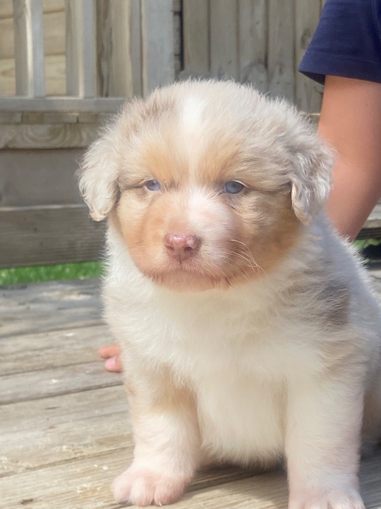 Du Fil De L'Eau - Chiots disponibles - Berger Australien