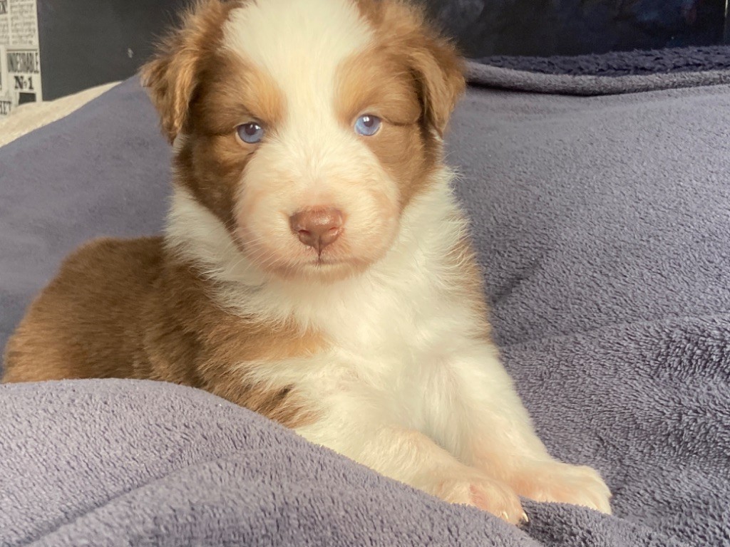 Du Fil De L'Eau - Chiots disponibles - Berger Australien