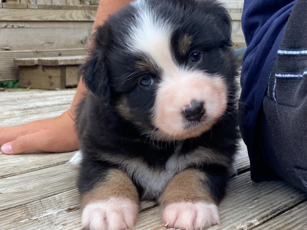 Du Fil De L'Eau - Chiots disponibles - Berger Australien