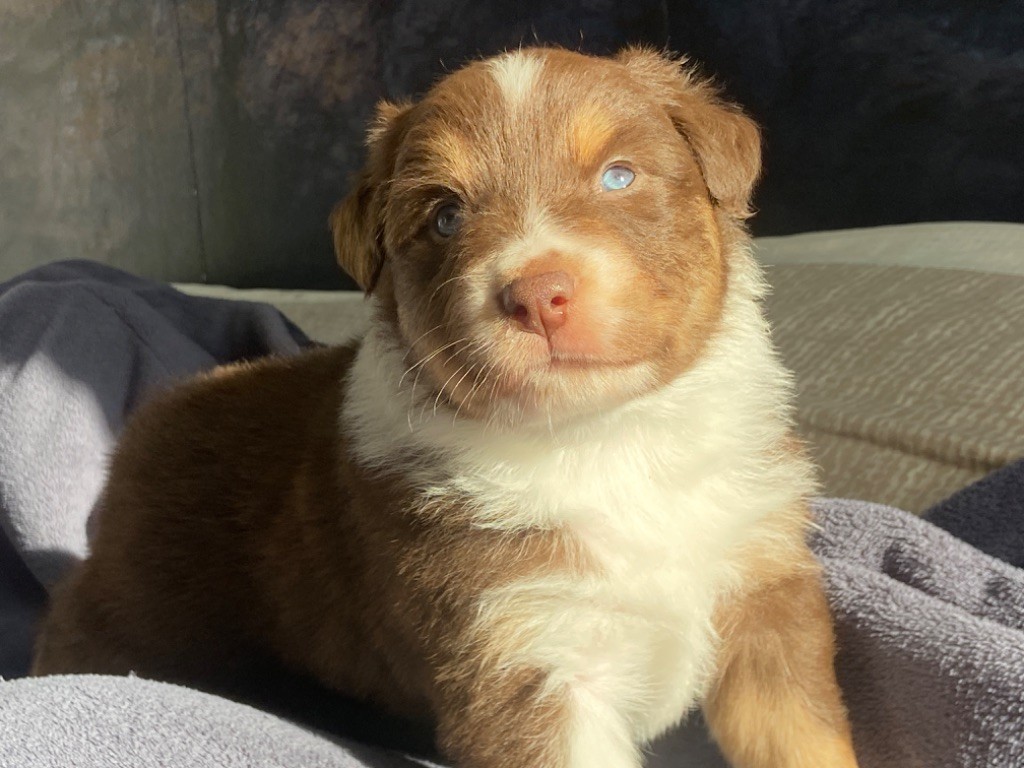 Du Fil De L'Eau - Chiots disponibles - Berger Australien