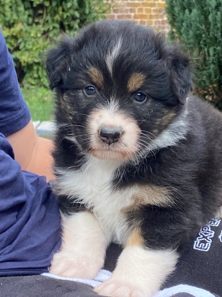Du Fil De L'Eau - Chiots disponibles - Berger Australien