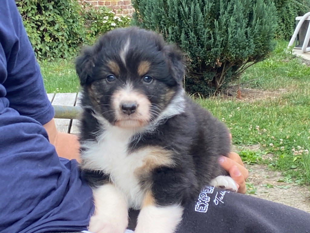 Du Fil De L'Eau - Chiots disponibles - Berger Australien
