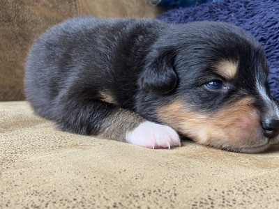 Chiot N°1