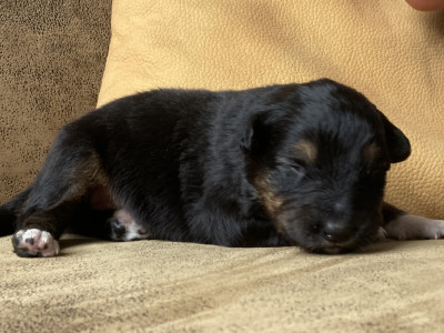 Chiot N°5